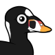 Surf Scoter