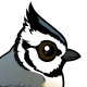 Bridled Titmouse