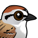 Chipping Sparrow