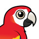 Scarlet Macaw
