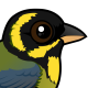 Gold-ringed Tanager