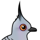 Crested Pigeon