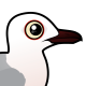 Slender-billed Gull