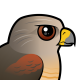 Red-shouldered Hawk