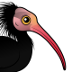 Northern Bald Ibis
