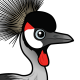 Grey Crowned-Crane