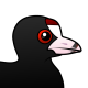 American Coot
