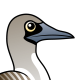 Blue-footed Booby