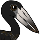African Openbill