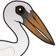 Asian Openbill