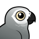 Gray Parrot