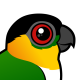 Black-headed Parrot