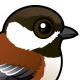 Chestnut-backed Chickadee