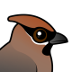 Bohemian Waxwing