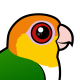 White-bellied Parrot
