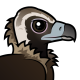 Cinereous Vulture