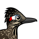 Greater Roadrunner