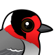 Red-faced Warbler