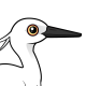 Little Egret