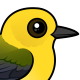 Prothonotary Warbler