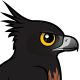 Black-and-chestnut Eagle