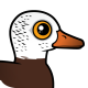 White-winged Duck