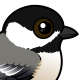 Black-capped Chickadee