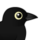 Rusty Blackbird