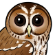 Tawny Owl