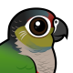 Crimson-bellied Parakeet