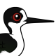 Black-winged Stilt