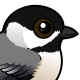 Carolina Chickadee