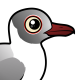 Gray-hooded Gull