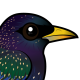European Starling