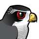 Northern Goshawk