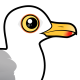 Herring Gull