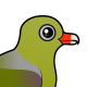 African Green Pigeon