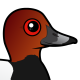 Common Pochard