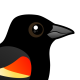Red-winged Blackbird