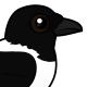 Pied Crow