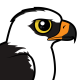 Black-and-white Hawk-Eagle