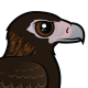 Wedge-tailed Eagle