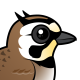 Horned Lark