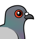 Rock Pigeon
