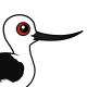 Andean Avocet