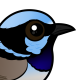 Superb Fairywren