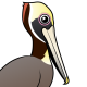 Brown Pelican