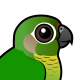 Maroon-bellied Parakeet