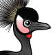 Black Crowned-Crane