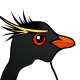 Rockhopper Penguin